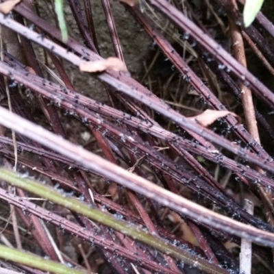 Blechnum cartilagineum