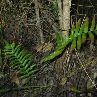 Telmatoblechnum indicum