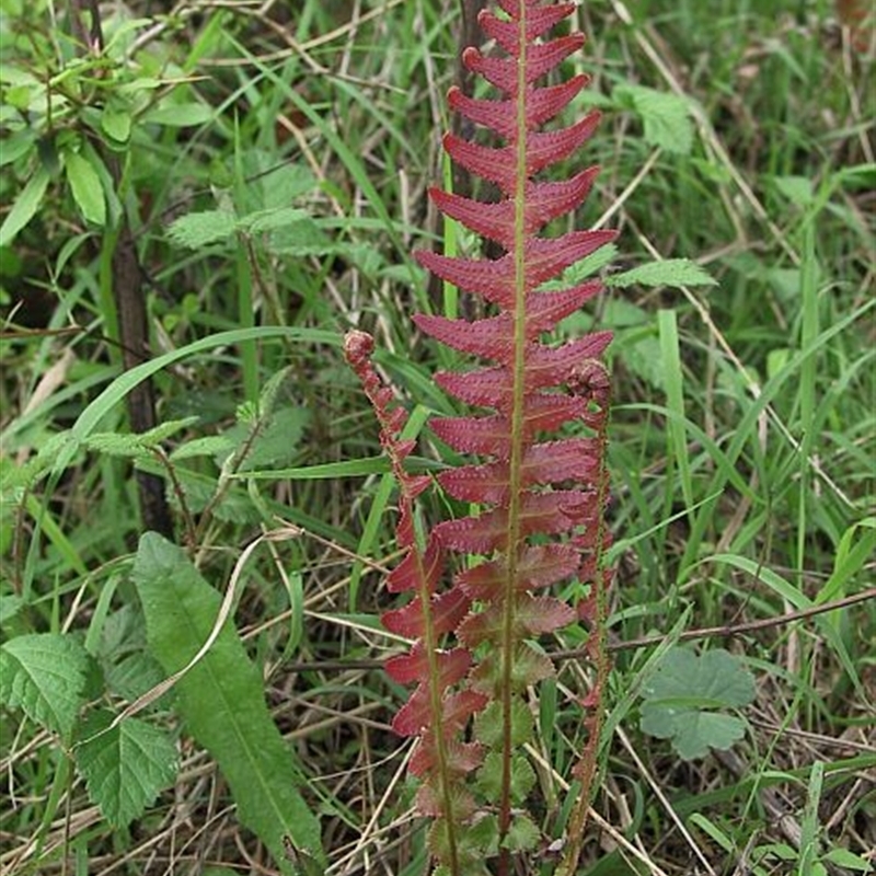 Blechnum neohollandicum