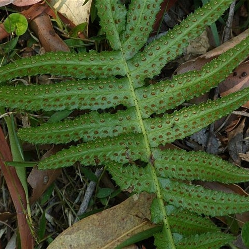 Blechnum neohollandicum