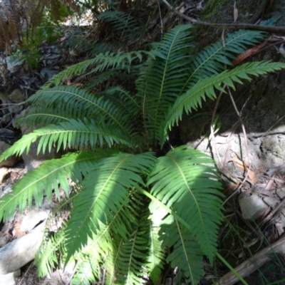 Blechnum nudum