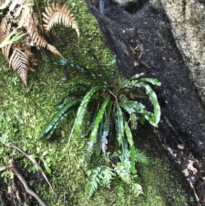 Blechnum patersonii subsp. patersonii