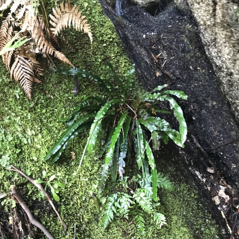 Blechnum patersonii subsp. patersonii