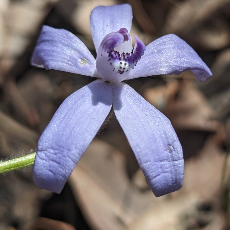 Cyanicula sericea