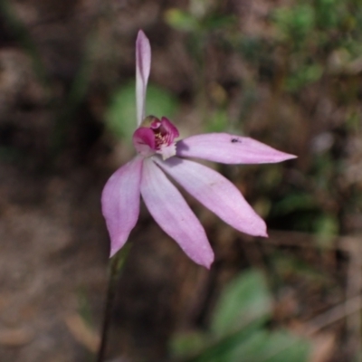 Caladenia ornata