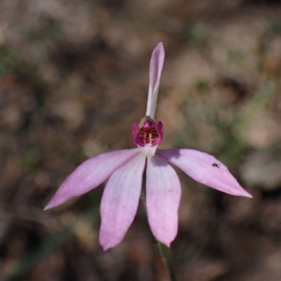 Caladenia ornata