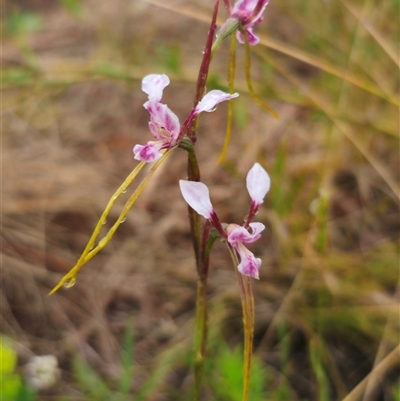 Diuris minor