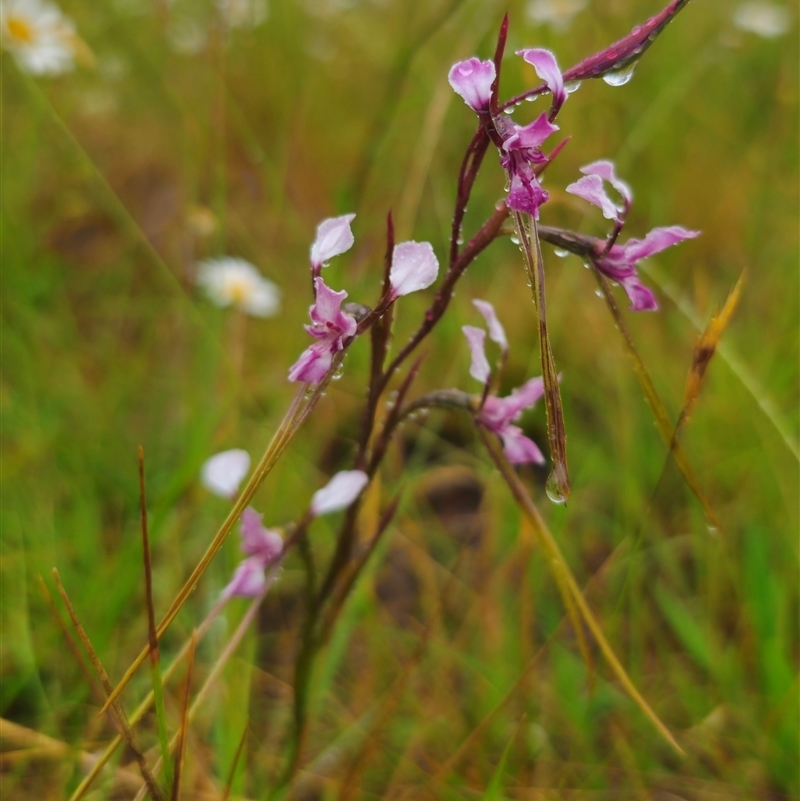 Diuris minor