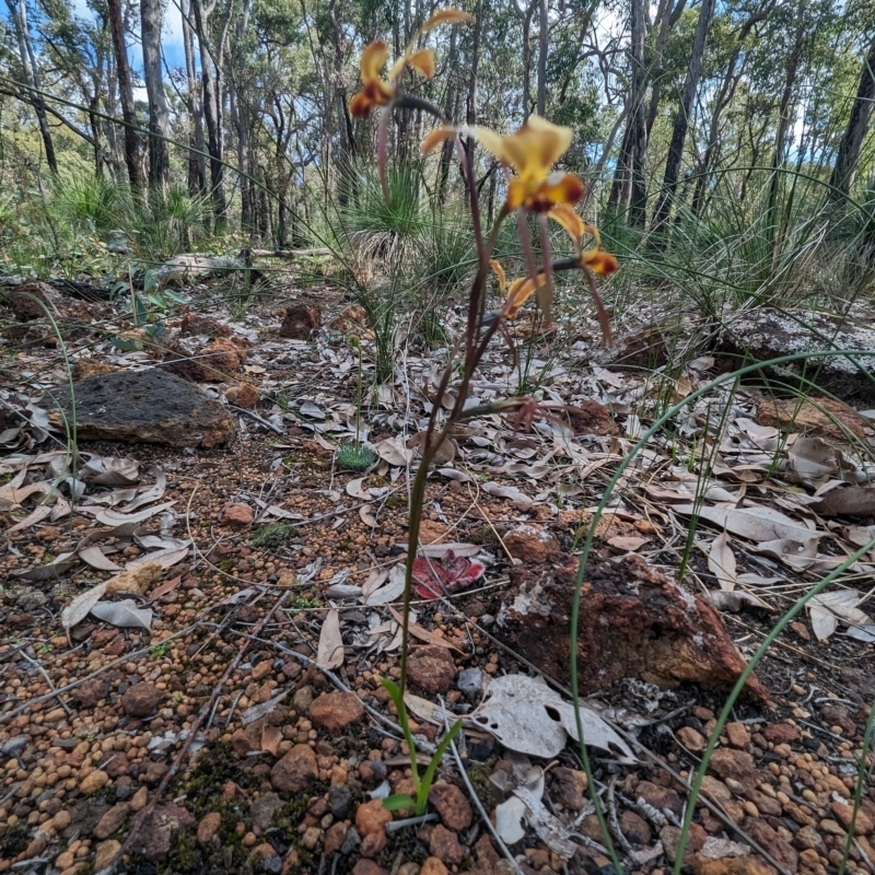 Diuris porrifolia