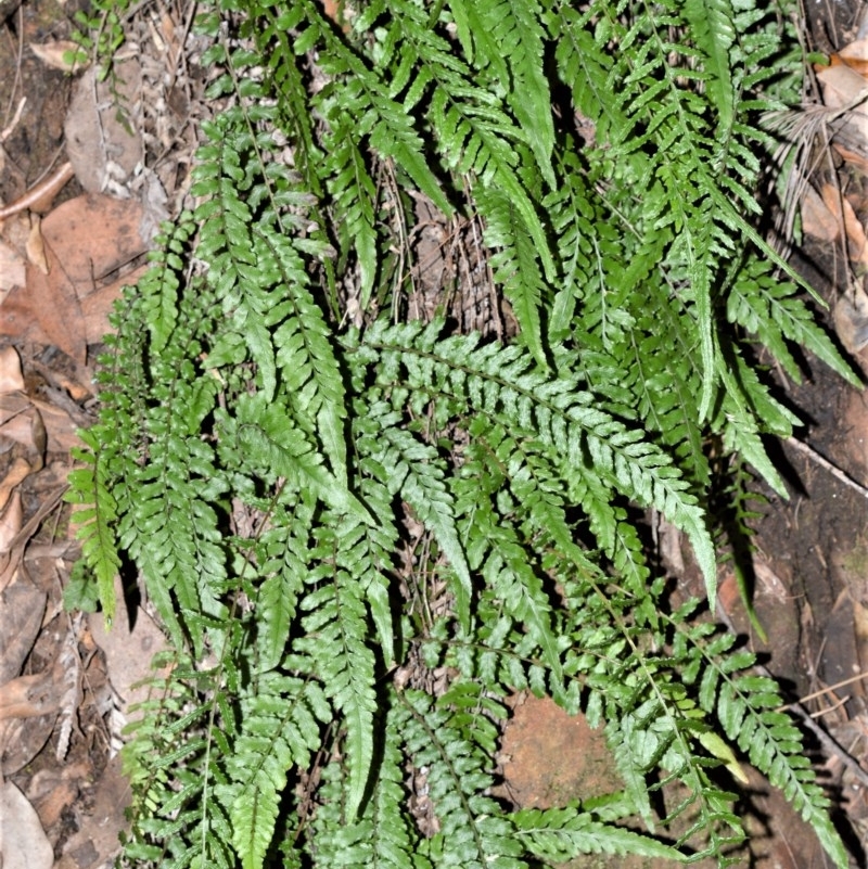 Blechnum rupestre