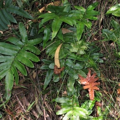 Blechnum wattsii