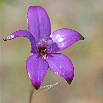 Elythranthera brunonis