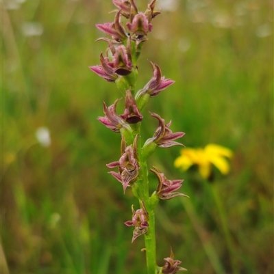 Prasophyllum solstitium