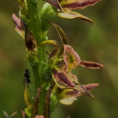 Prasophyllum solstitium