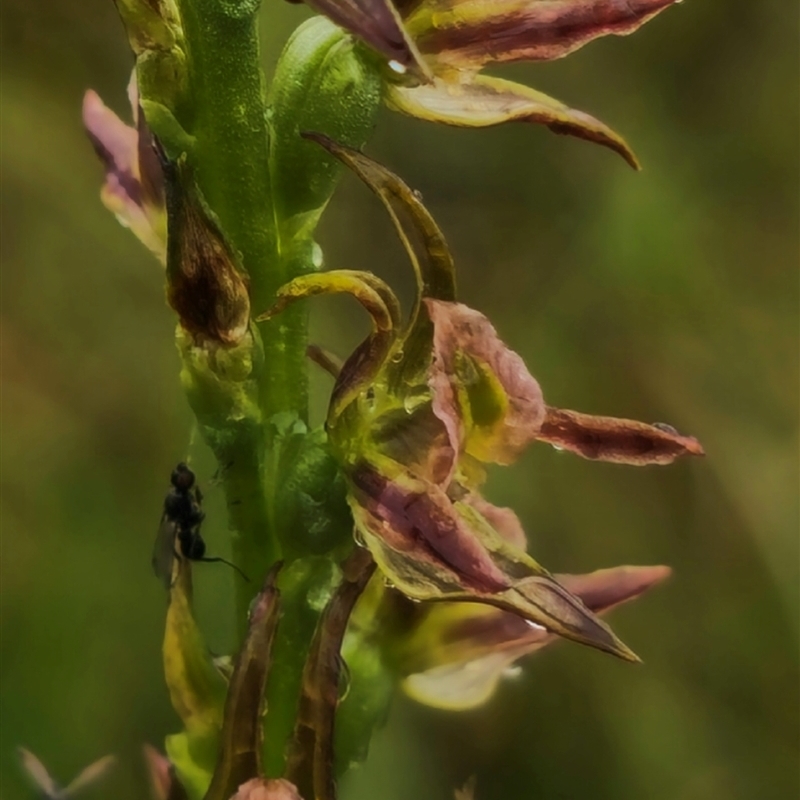 Prasophyllum solstitium