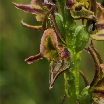 Prasophyllum solstitium