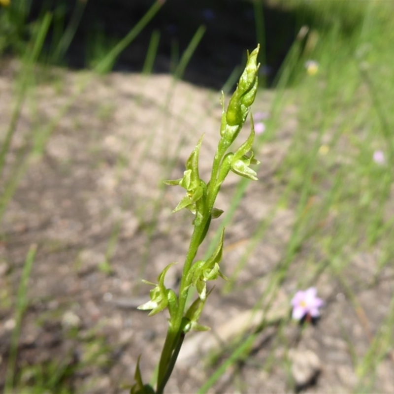 Prasophyllum gracile