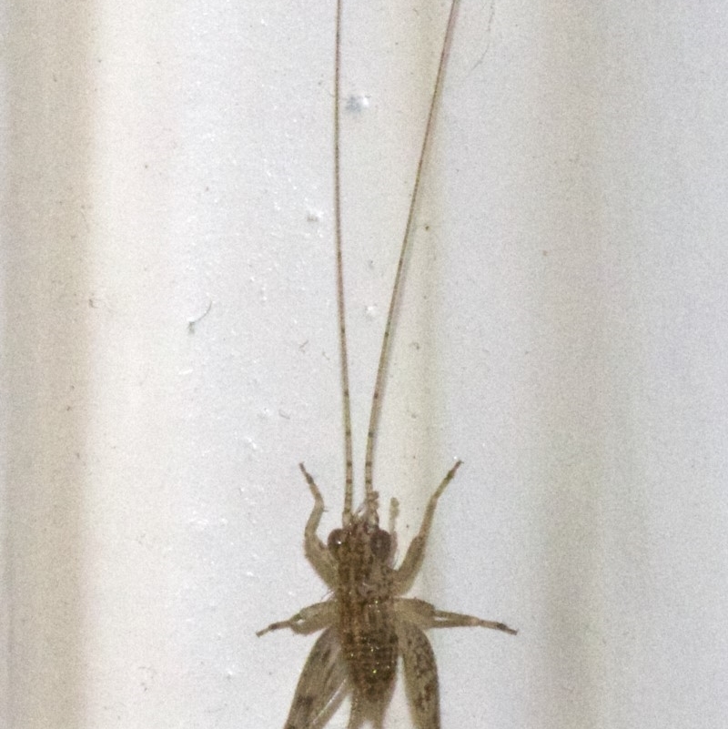 Bobilla sp. (genus)