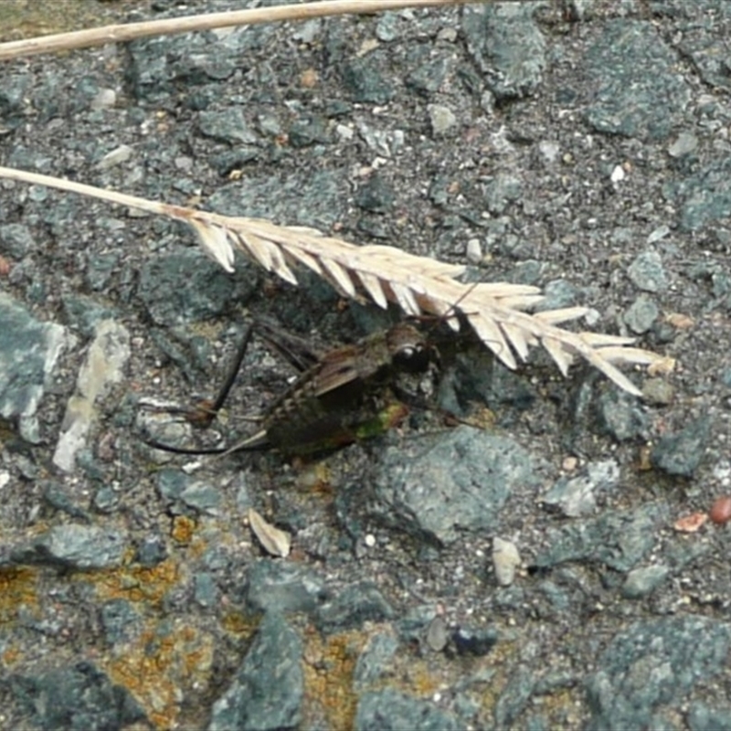 Bobilla victoriae