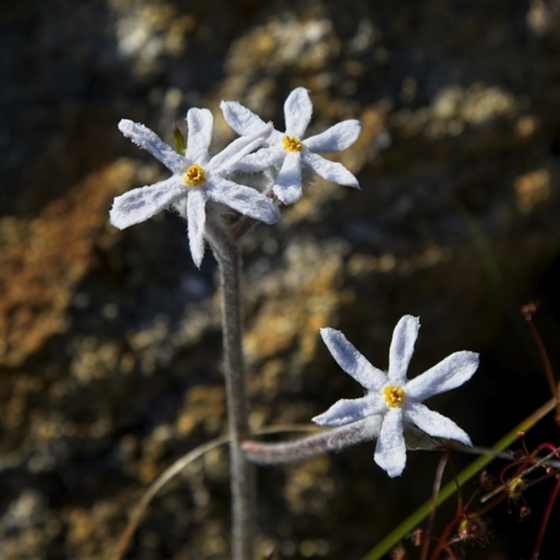 Tribonanthes longipetala