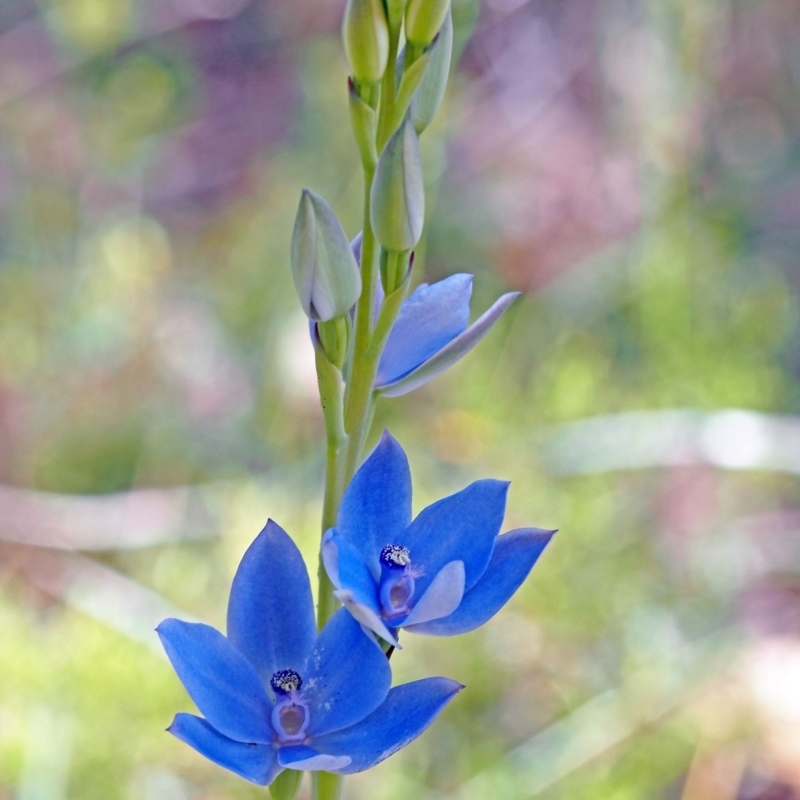 Thelymitra crinita