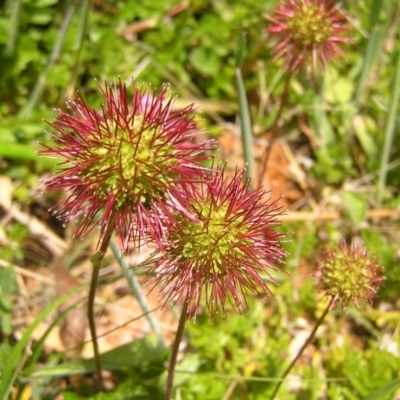 Acaena novae-zelandiae