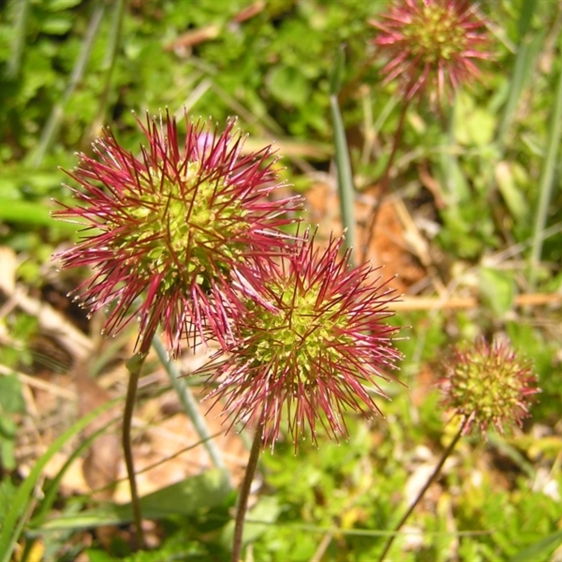 Acaena novae-zelandiae