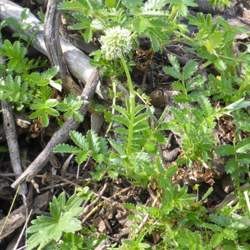 Acaena novae-zelandiae