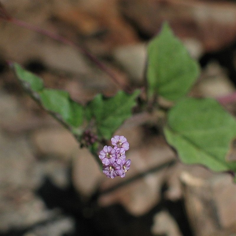 Boerhavia dominii