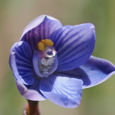 Thelymitra alpicola