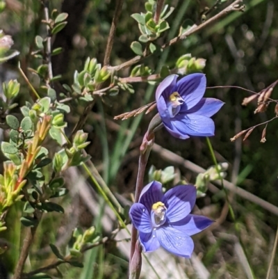 Thelymitra alpicola