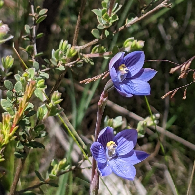 Thelymitra alpicola