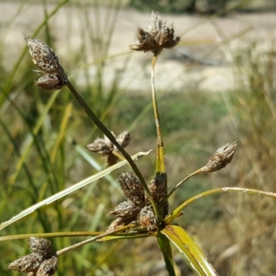 Bolboschoenus fluviatilis