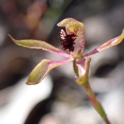 Caladenia iridescens