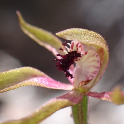 Caladenia iridescens