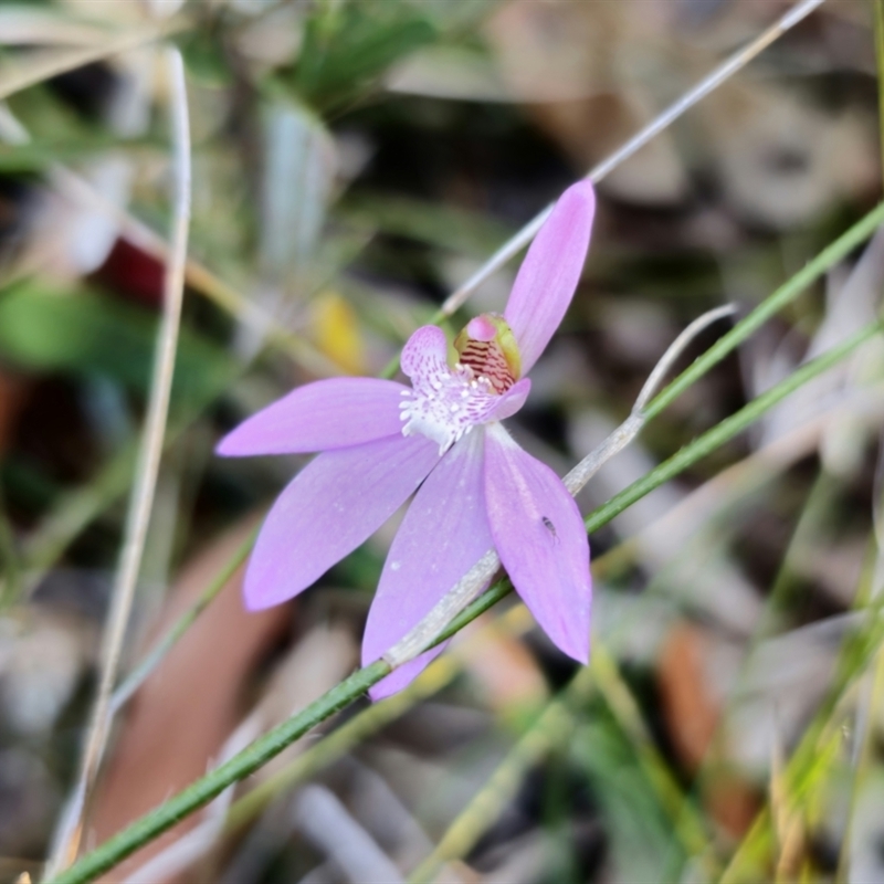 Caladenia quadrifaria