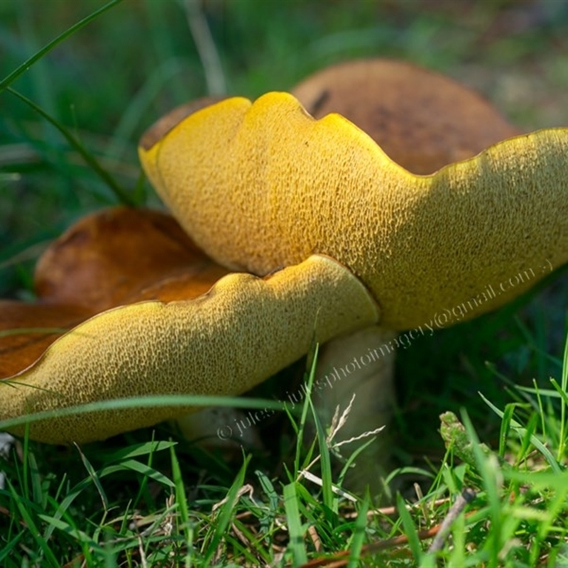 Bolete sp.