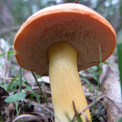 Bolete sp.