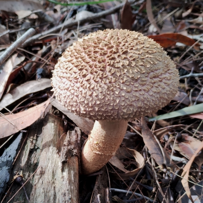 Boletellus ananiceps