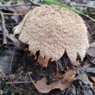 Boletellus ananiceps