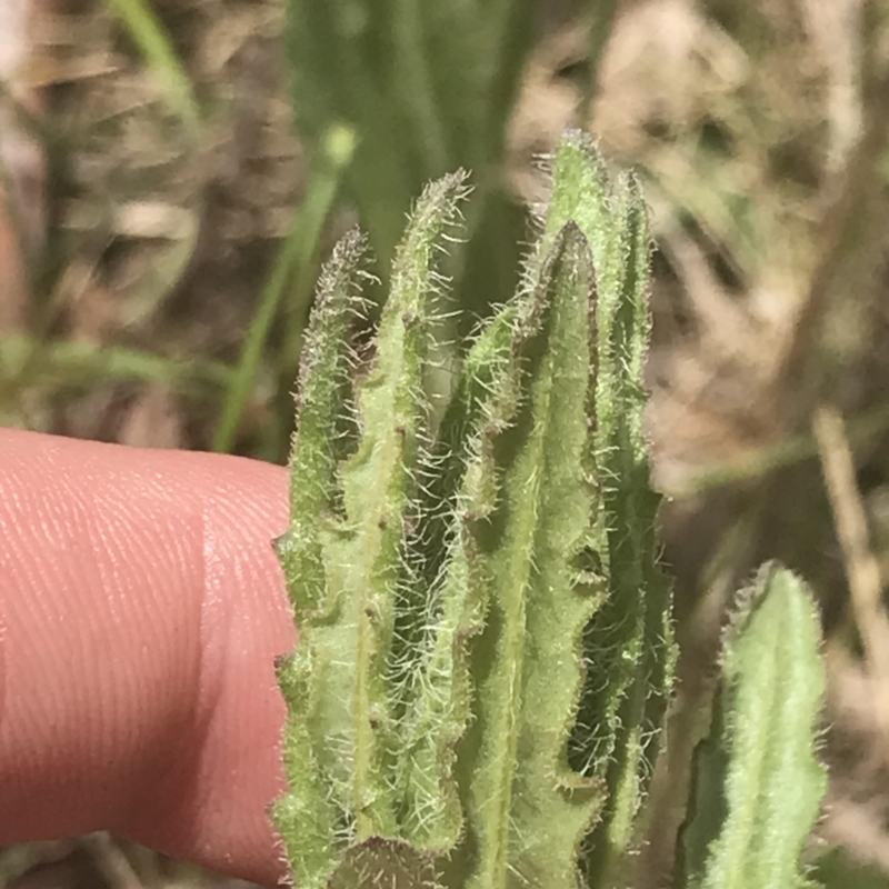 Senecio nigrapicus