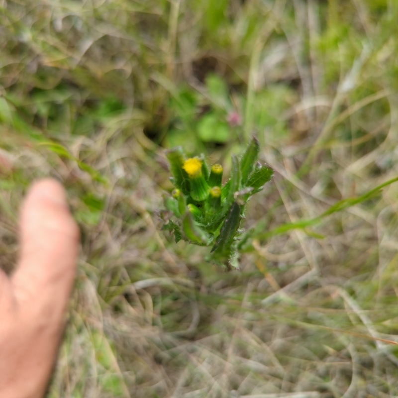 Senecio nigrapicus