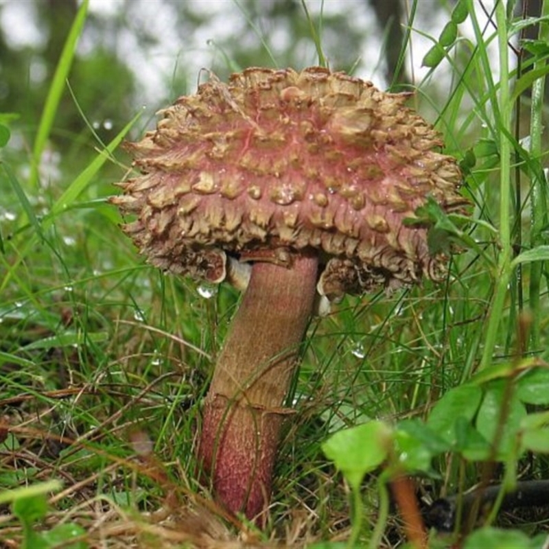 Boletellus emodensis