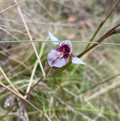 Diuris venosa