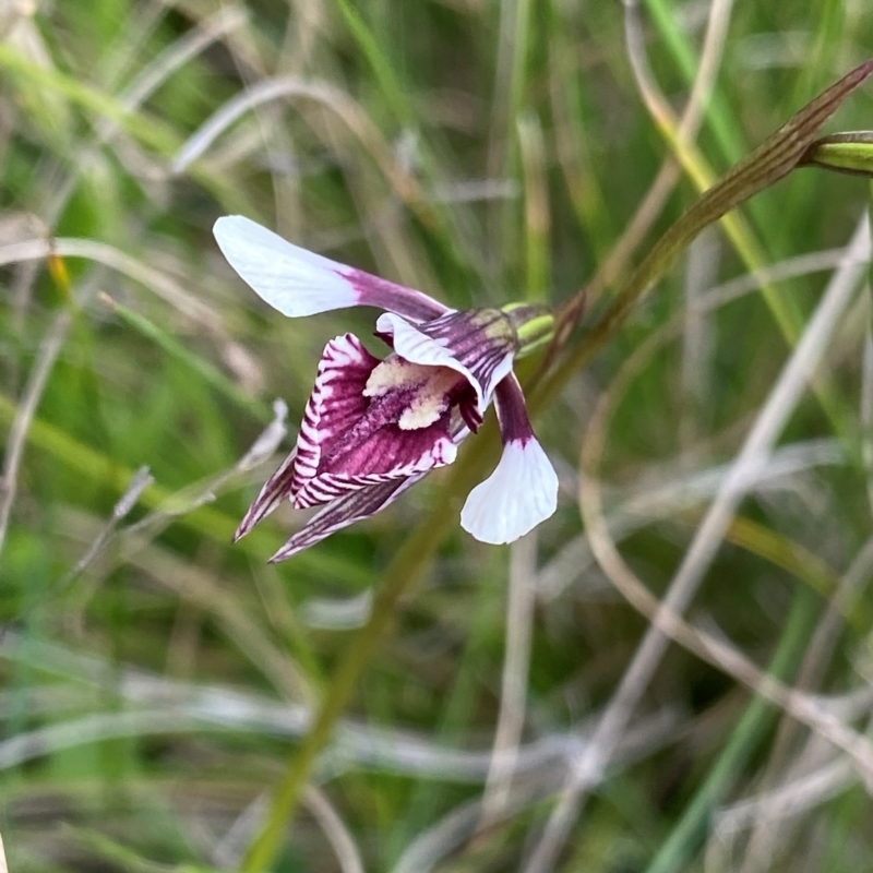 Diuris venosa