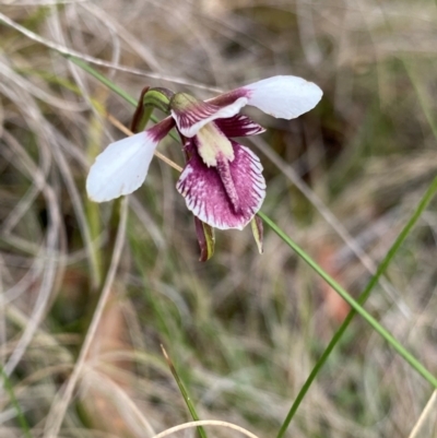 Diuris venosa