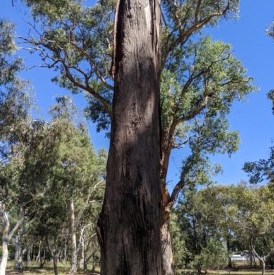 Eucalyptus viridis