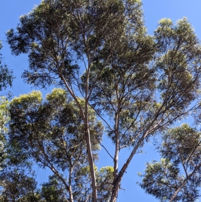 Eucalyptus viridis