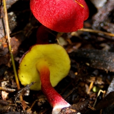 Boletellus obscurecoccineus