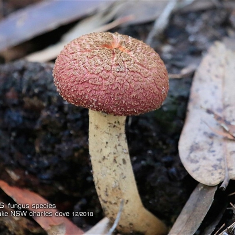 Boletellus sp.